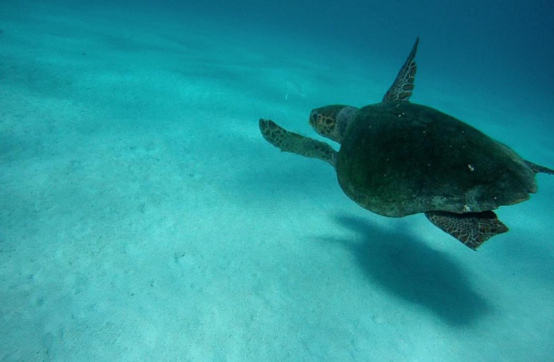 Ningaloo Experience-珊瑚湾必去景点