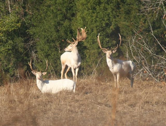 Caney Creek Lodge Bed and Breakfast主图
