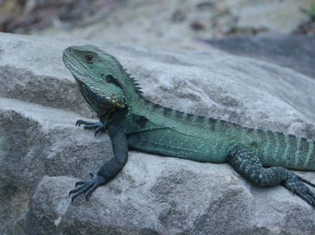 澳大利亚国家植物园-堪培拉必去景点
