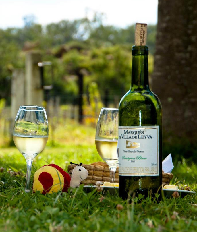 Viñedo Ain Karim-莱瓦镇必去景点