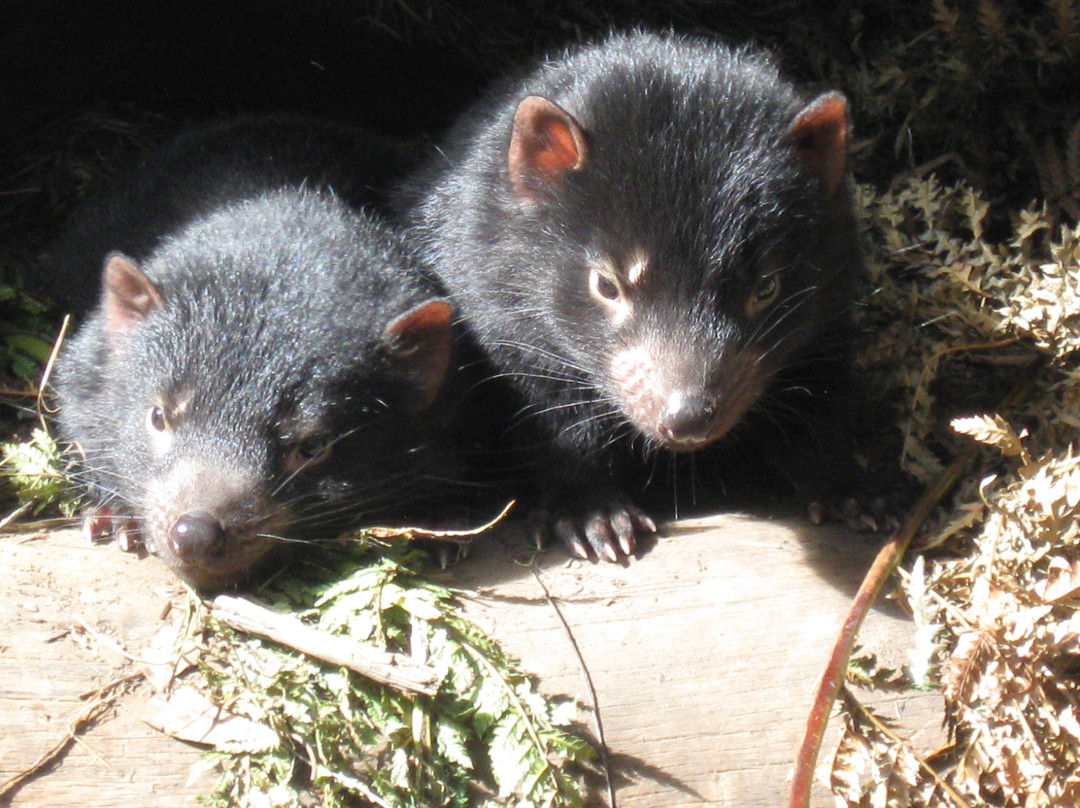 Tasmanian Devil Unzoo景点图片