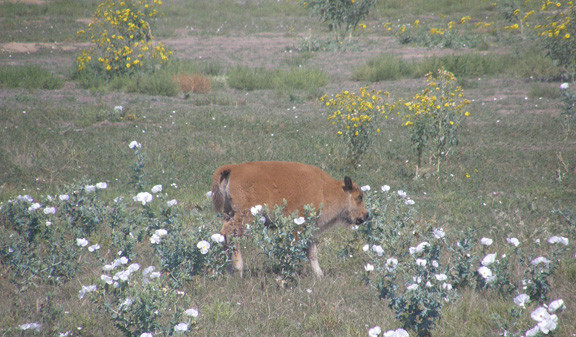 Rocky Mountain Arsenal National Wildlife Refuge景点图片