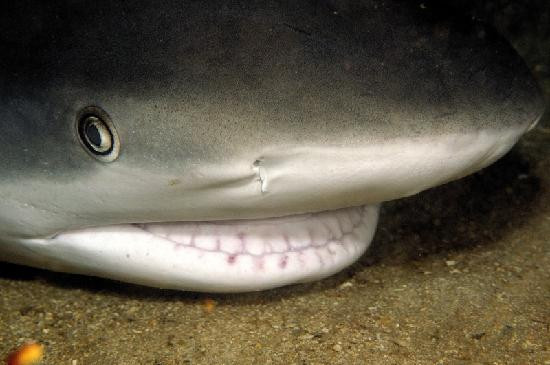 Blue Island DIvers-圣 托马斯必去景点