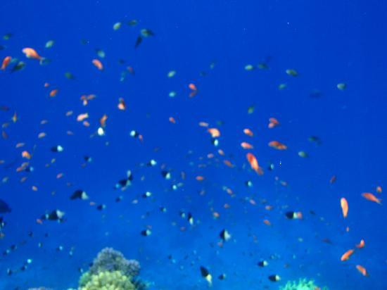 El Fanar-沙姆沙伊赫必去景点