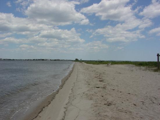 Cattus Island County Park景点图片