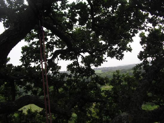 Goodleaf Tree Climbing-赖德必去景点