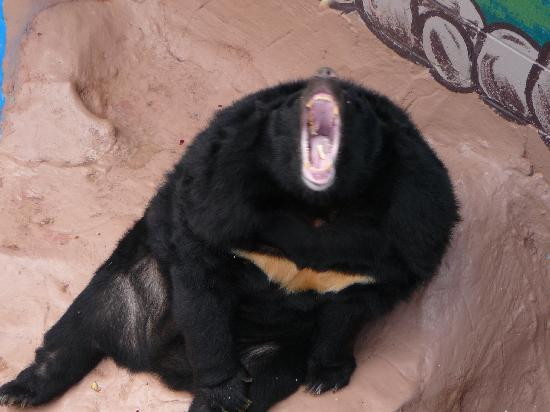 Three Bears General Store-皮金福奇必去景点