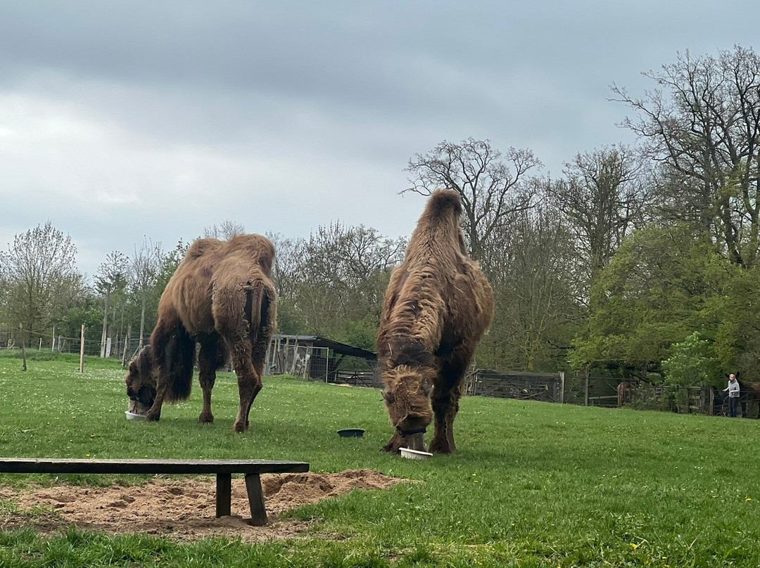 Wildpark Bad Mergentheim景点图片