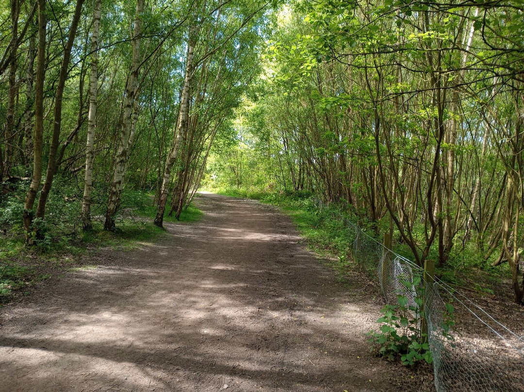 Walton Colliery Nature Park景点图片