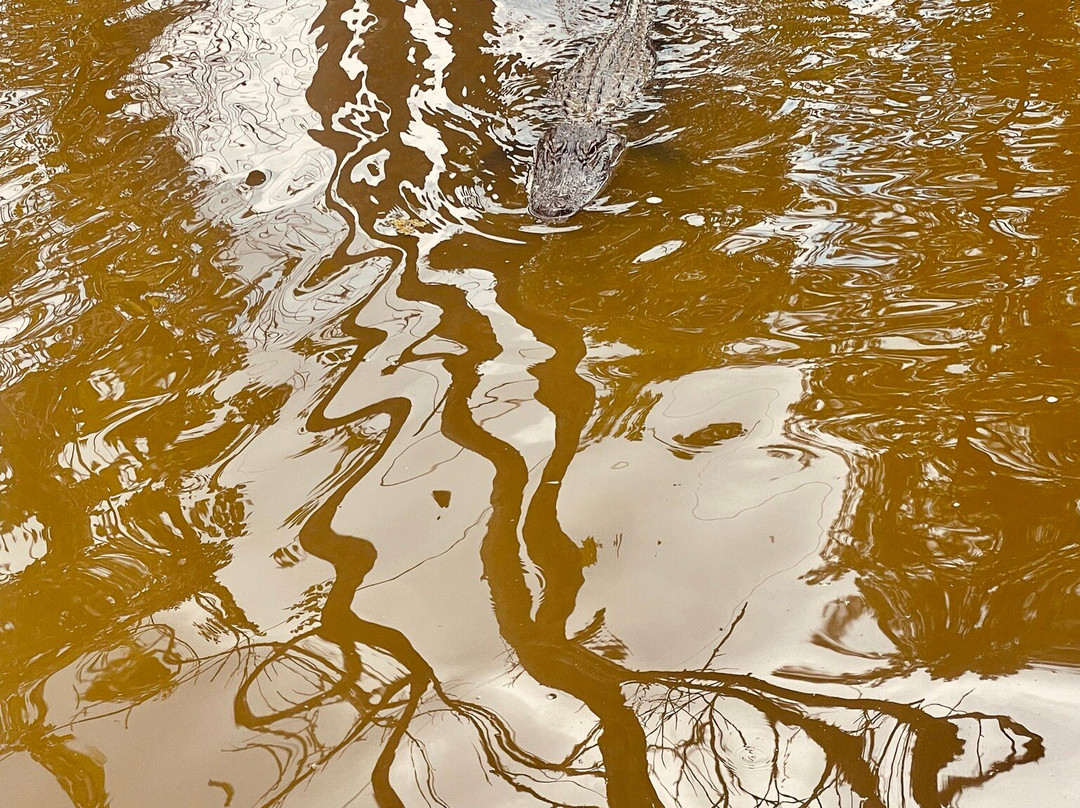 Jean Lafitte Swamp Tours景点图片
