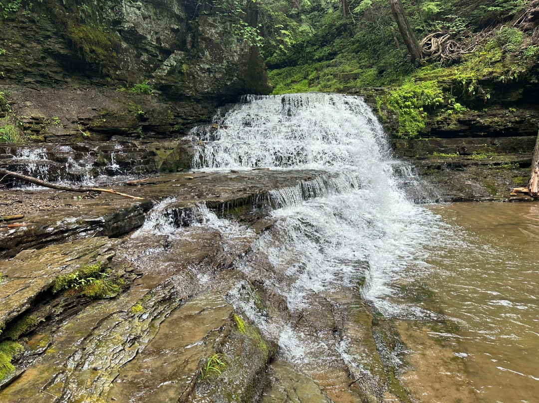 Salt Springs State Park景点图片