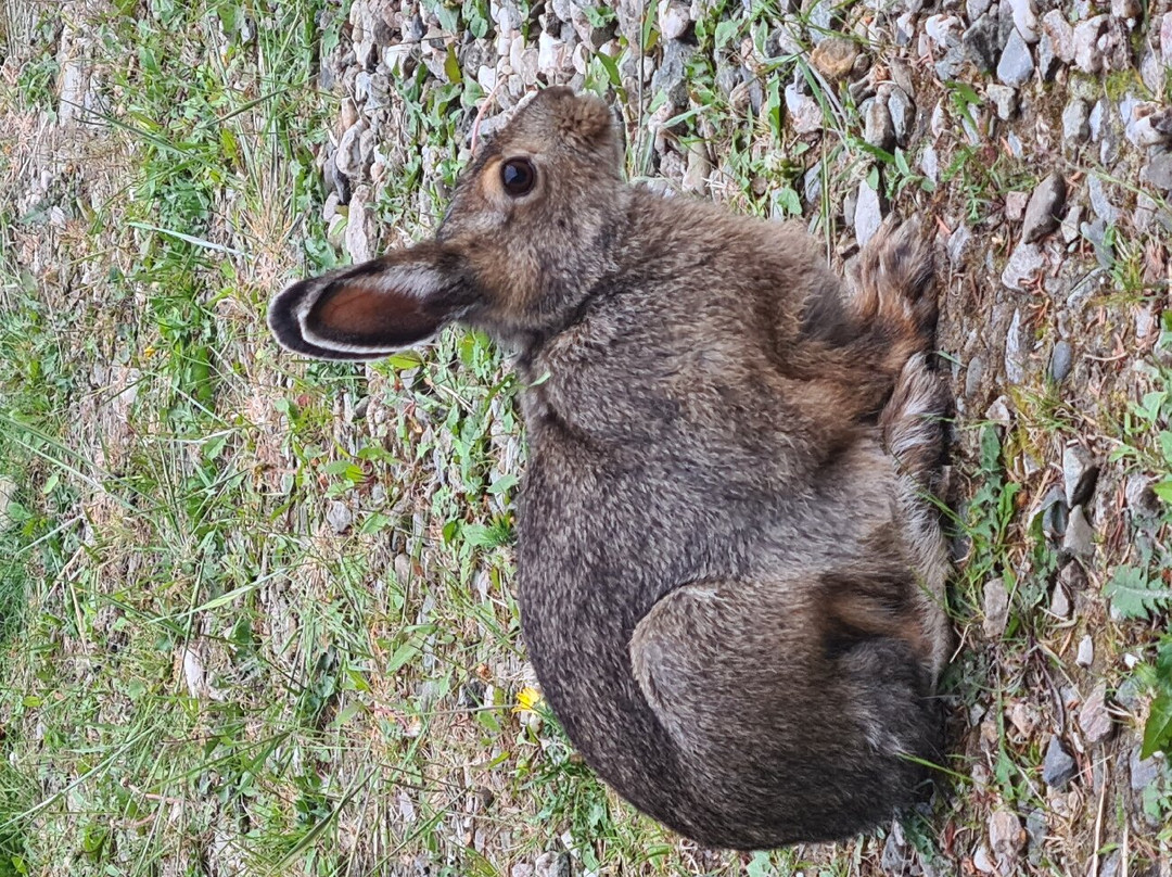 Denali Park Hotel主图