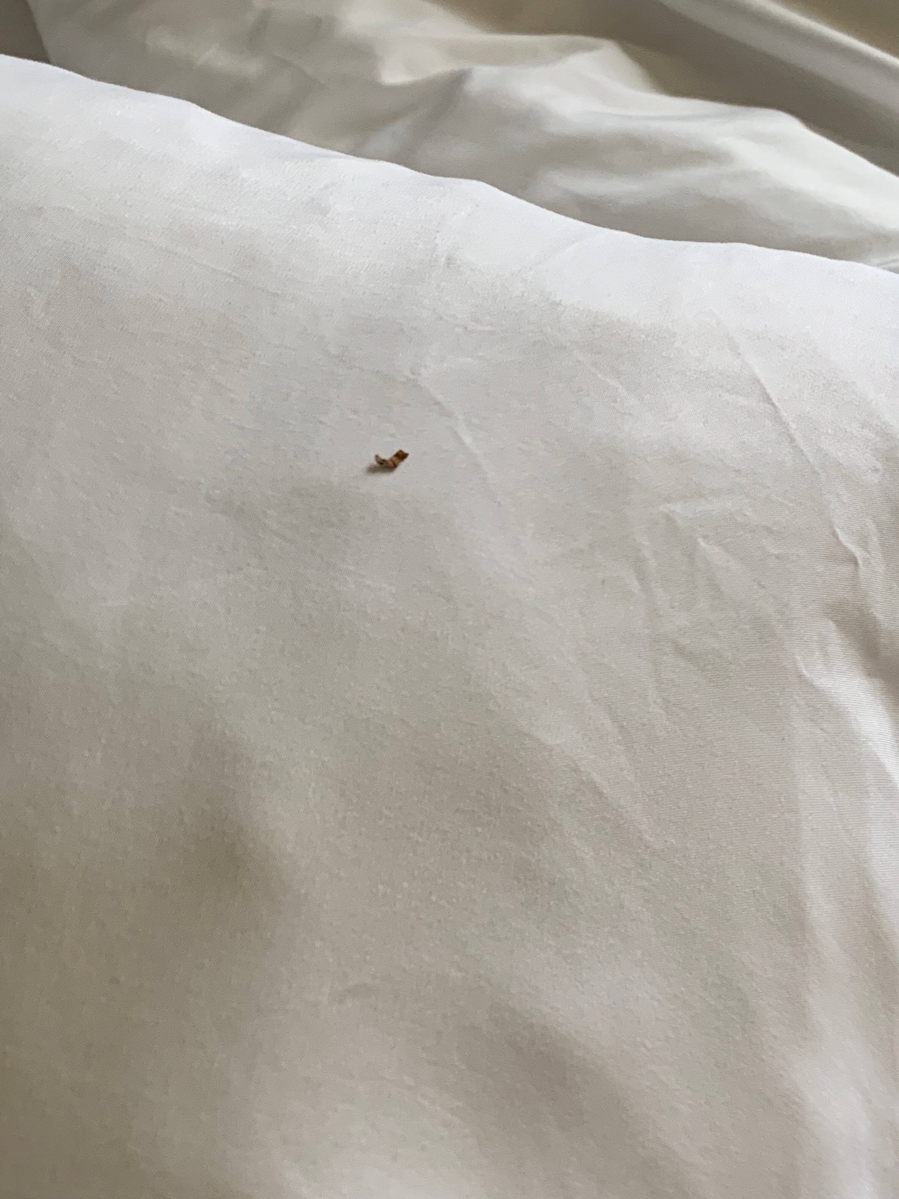 Comfort Inn & Suites Monggomery-客卧