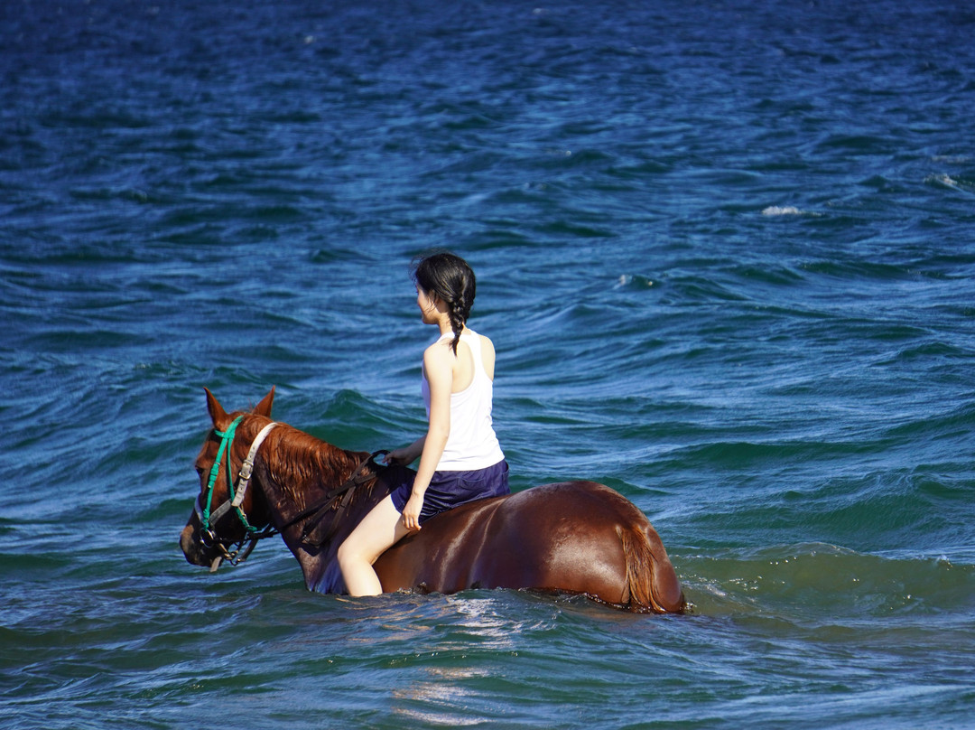 Horse Trekking Farm Miurakaigan-三浦市必去景点