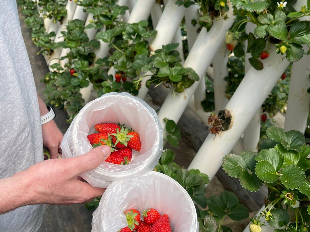 Ricardoes Tomatoes and U-Pick Strawberry Farm-麦克夸利港必去景点