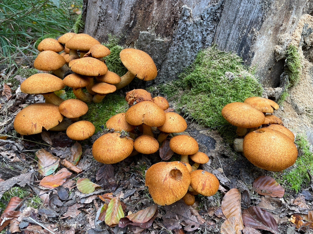 Oisterwijkse Bossen en Vennen-Oisterwijk必去景点