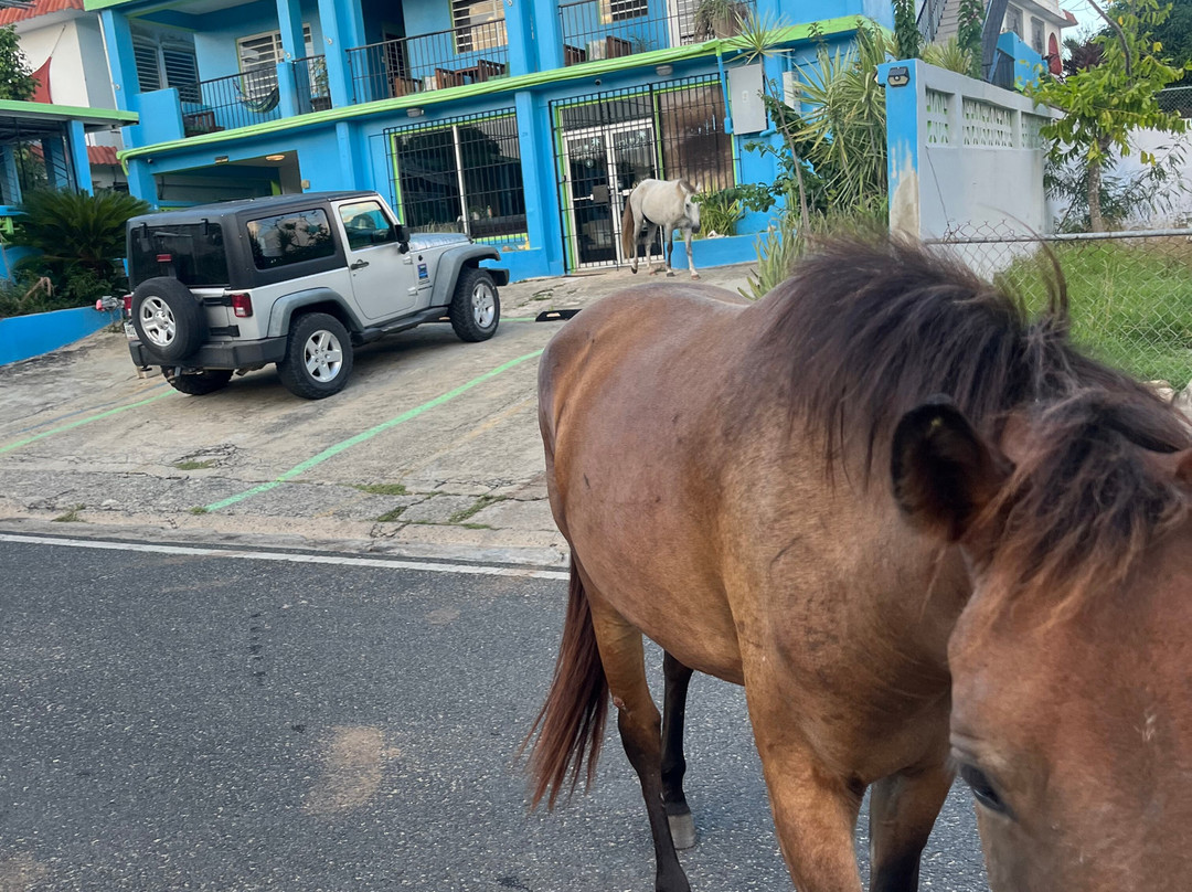 The Vieques Guesthouse主图