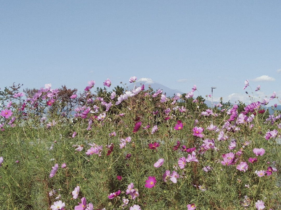 Fuji no Kuni Tagonoura Minato Park-富士市必去景点