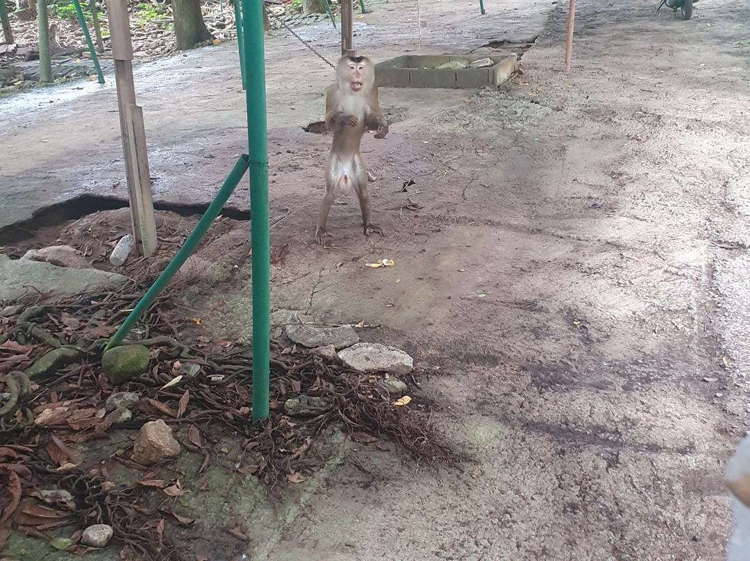 Samui Monkey Centre-利巴诺伊必去景点