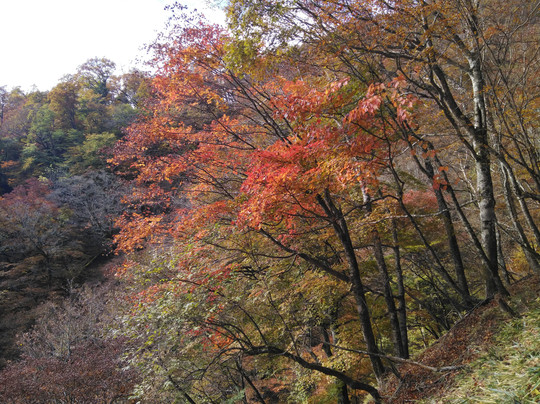 Mt. Kumotori-奥多摩町必去景点