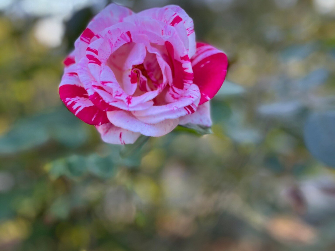 Shinn Historical Park and Arboretum-费利蒙必去景点