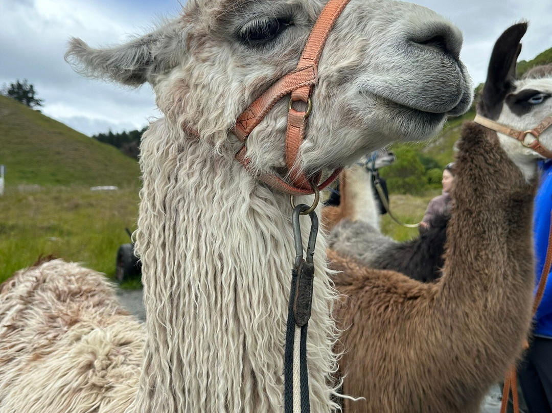 Kaikoura Llama Trekking-Kaikoura必去景点