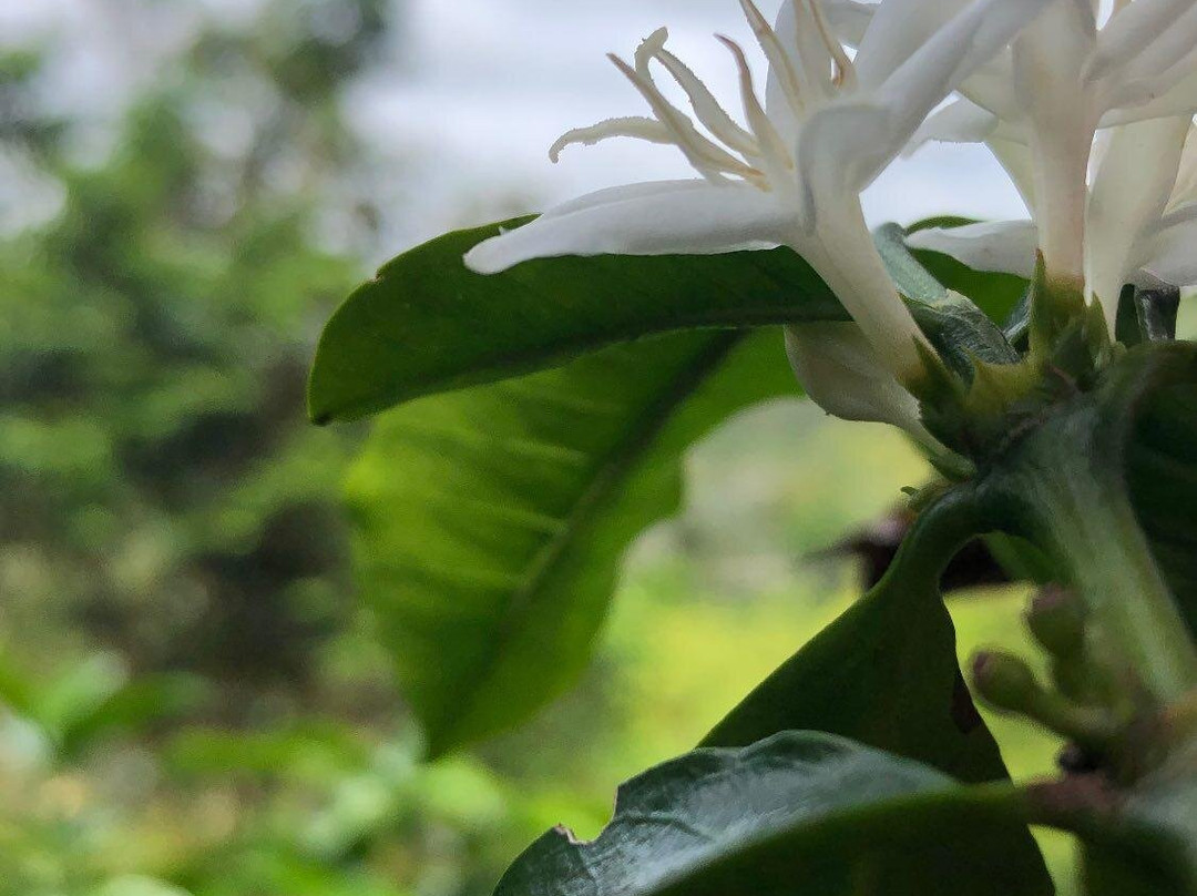 Coffee Tour Luger-萨伦托必去景点