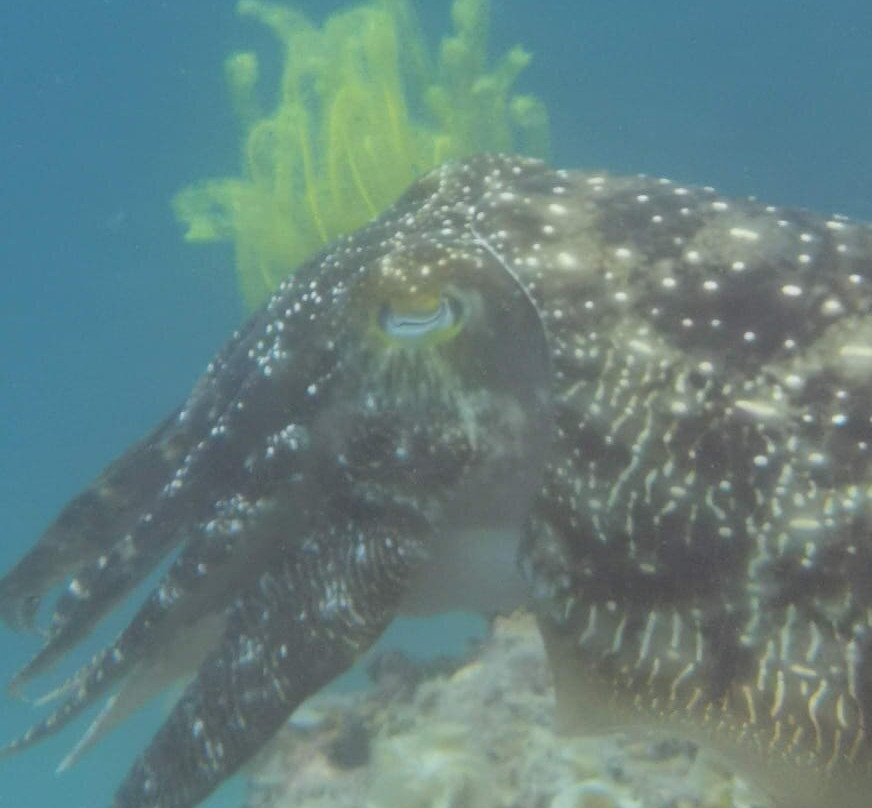 Aquanaut Dive Center-爱妮岛必去景点