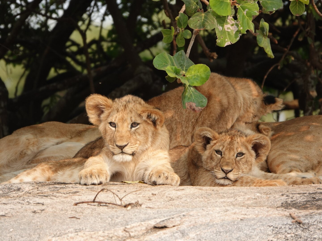 Tanzania Juvenile Safaris-阿鲁沙必去景点