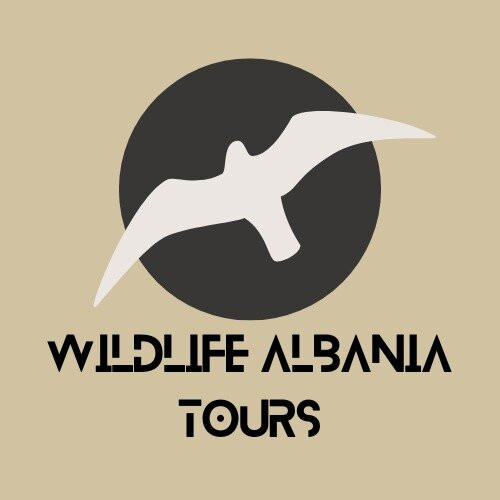 1001 Flamingo - Nature tours in Albania-地拉那必去景点