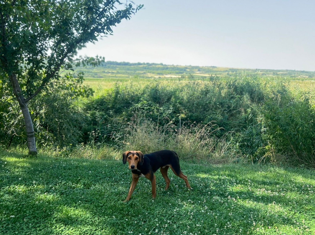 Hotel Gracanica主图