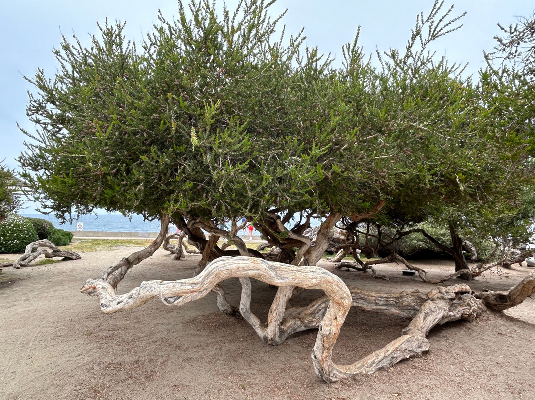 Murals of La Jolla-拉荷亚必去景点