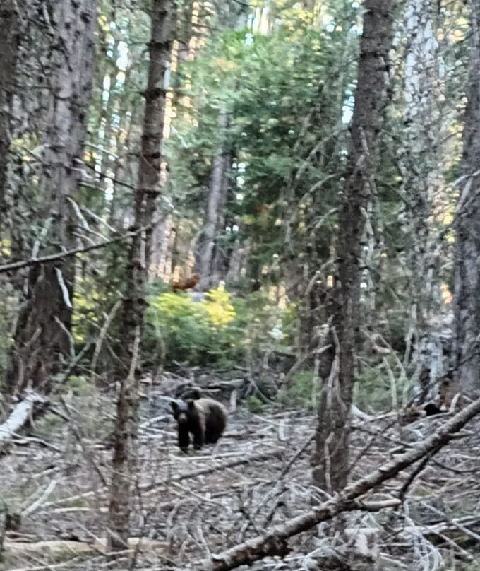 Yosemite Trails Horseback Adventures-菲什营必去景点