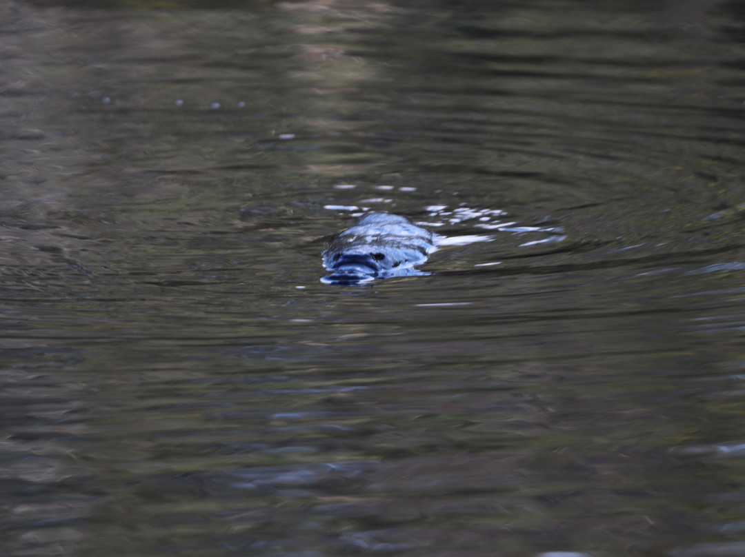 Tidbinbilla Nature Reserve景点图片