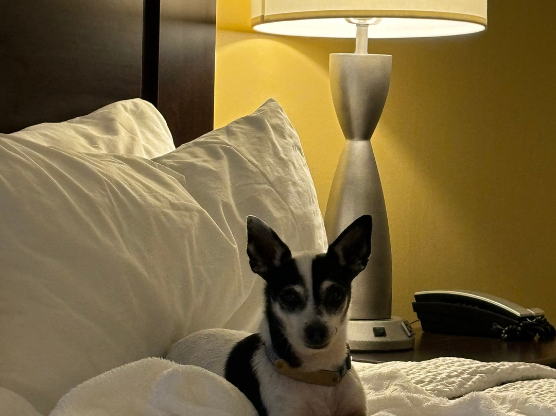 Best Western Plus Wilkes Barre Center City主图