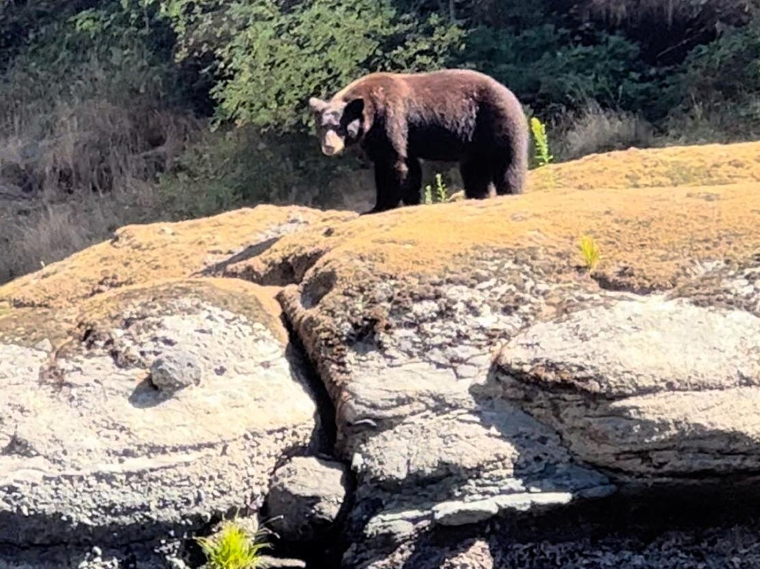 Orange Torpedo Rafting Trips-Merlin必去景点