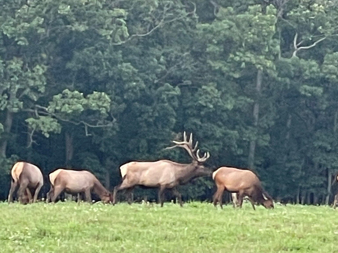 Elk Country Visitor Center景点图片
