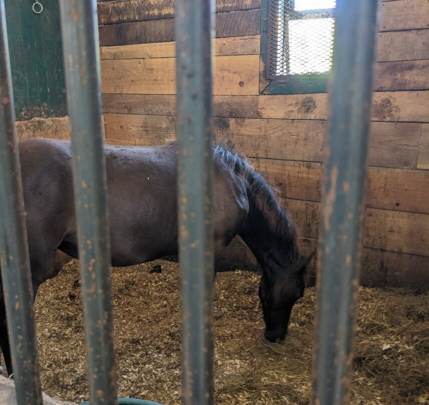 UVM Morgan Horse Farm-Middlebury必去景点