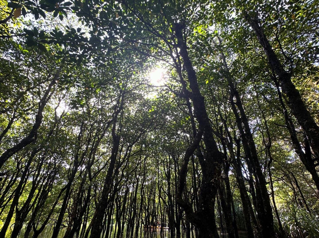 西表岛景点图片