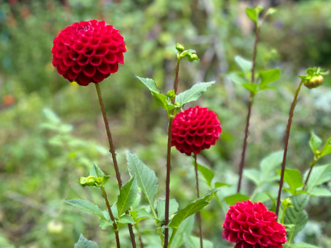 Bonnybank Bed and Breakfast主图