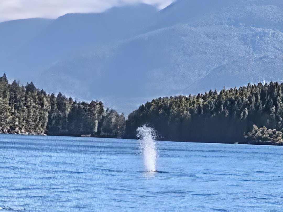 Telegraph Cove Marina & RV Park景点图片