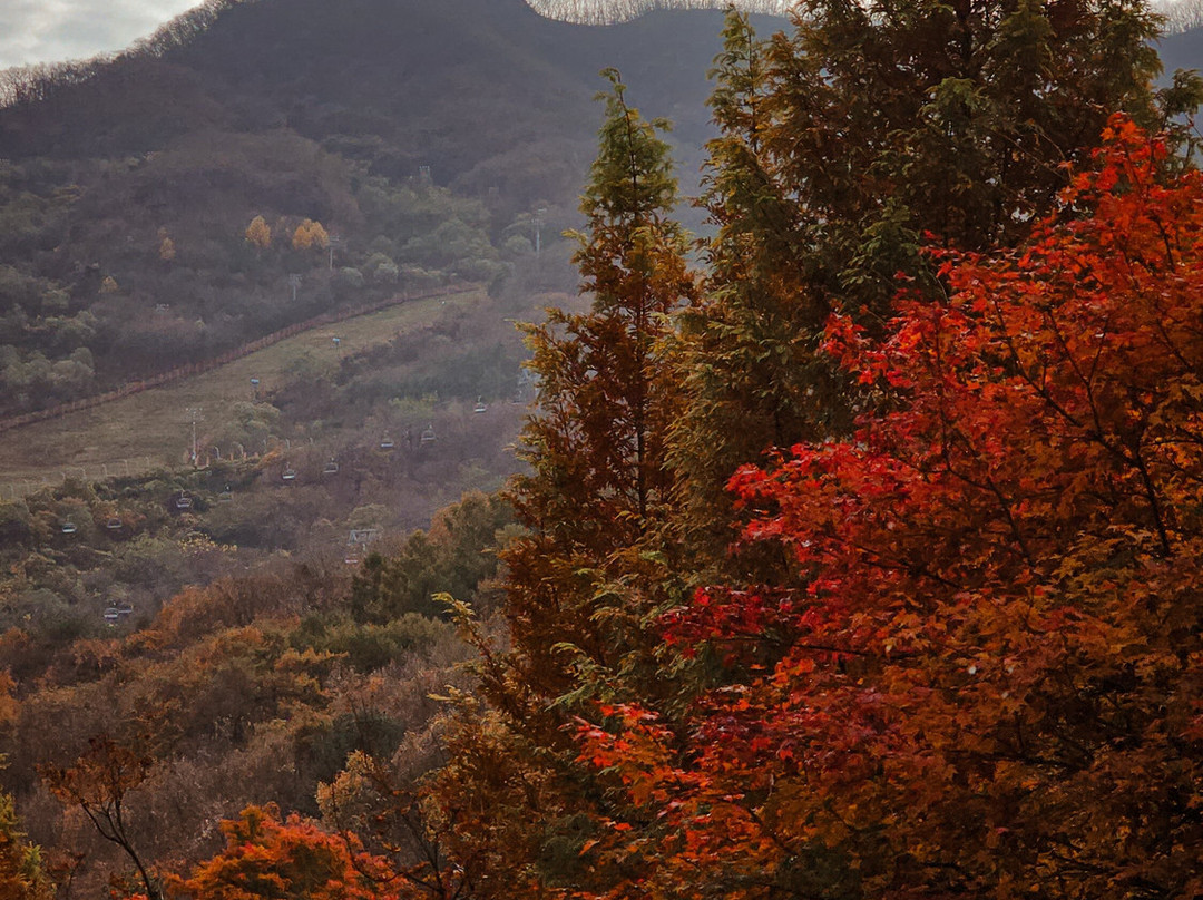 Hwadam Botanic Garden-光州市必去景点