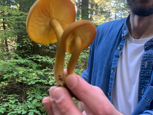 Swallow Tail-温哥华必去景点