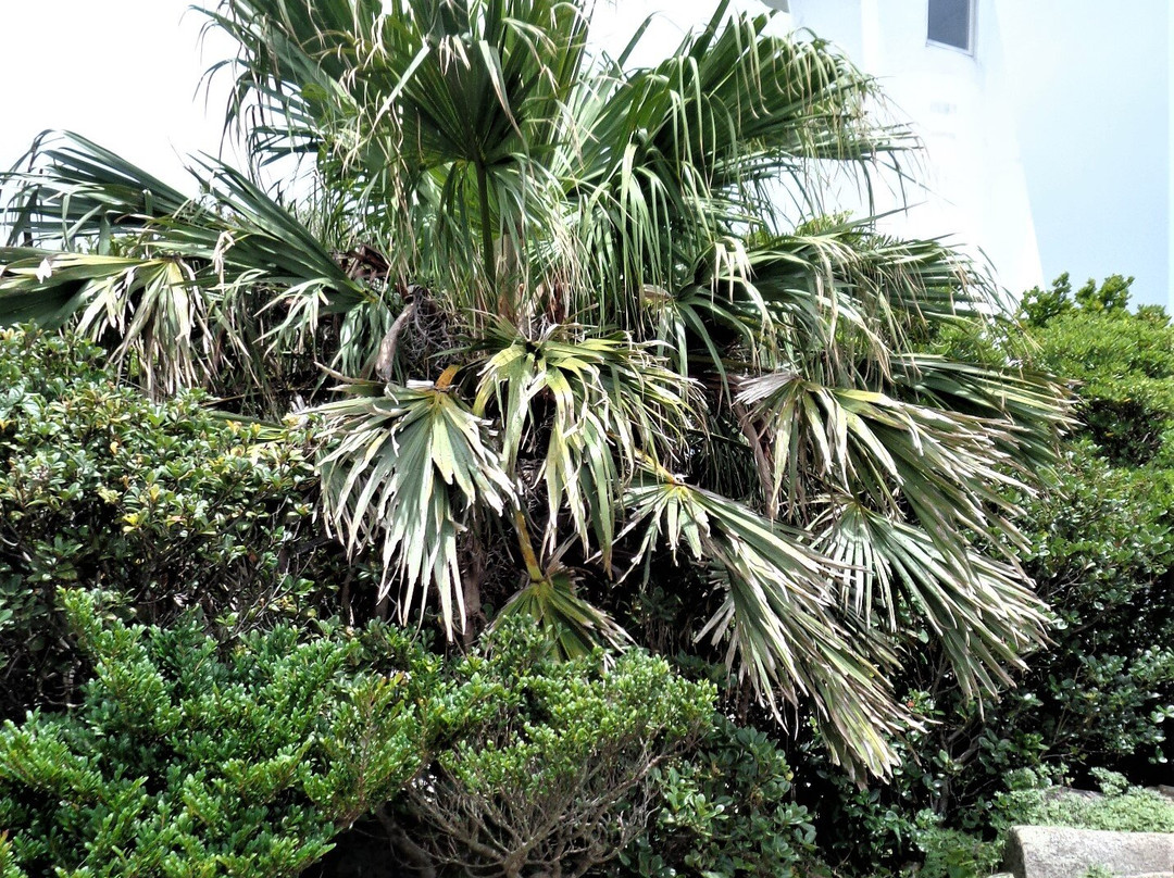 Ashizuri Nature Trail Ashizuri Nanafushigi-土佐清水市必去景点