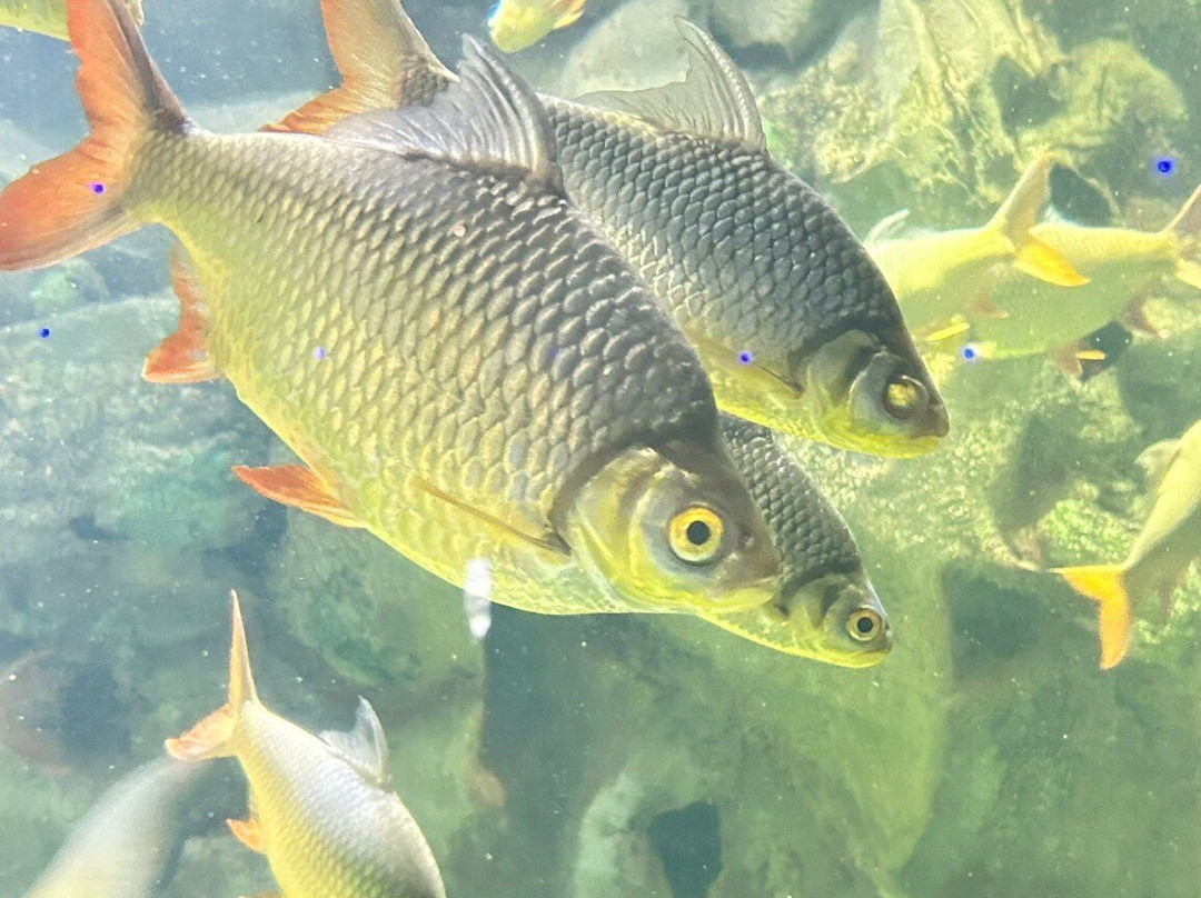 Deniz Dunyasi-安卡拉必去景点