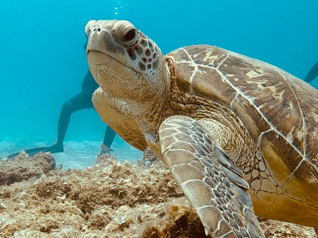 Octopus Diving Centre-Pereybere必去景点