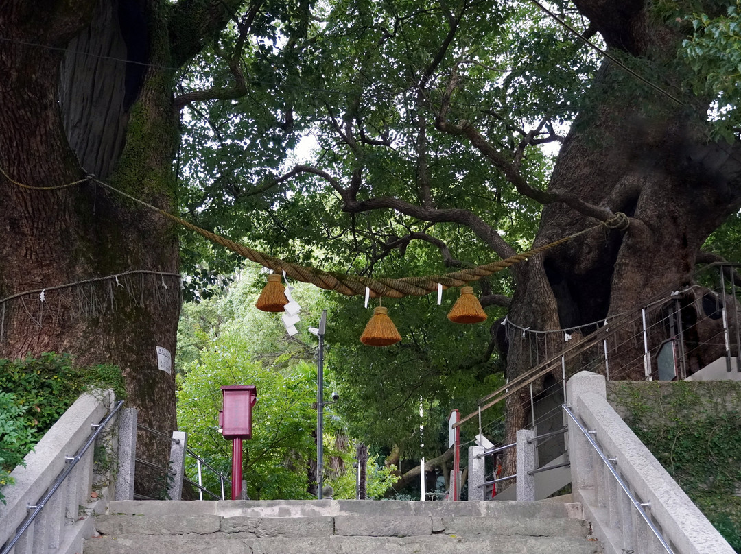 Exposed Camphor Tree-长崎市必去景点