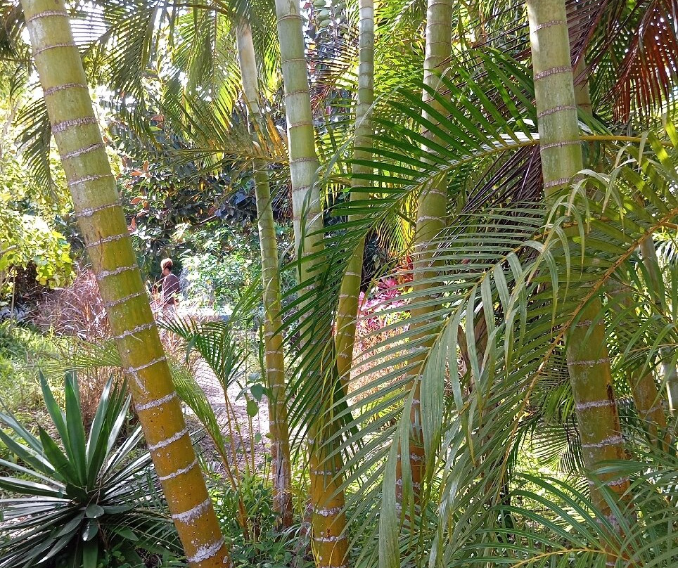 Jardin des 5 Sens-罗德里格斯岛必去景点