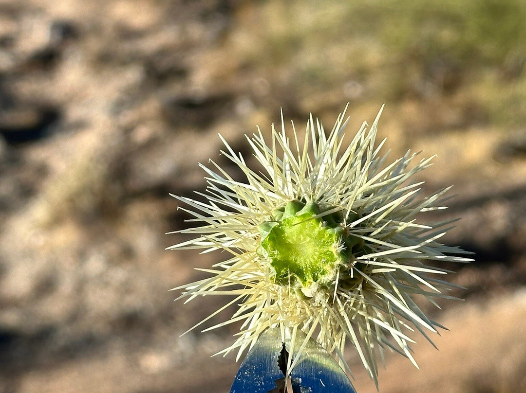Wild Bunch Desert Guides Llc-斯科茨代尔必去景点
