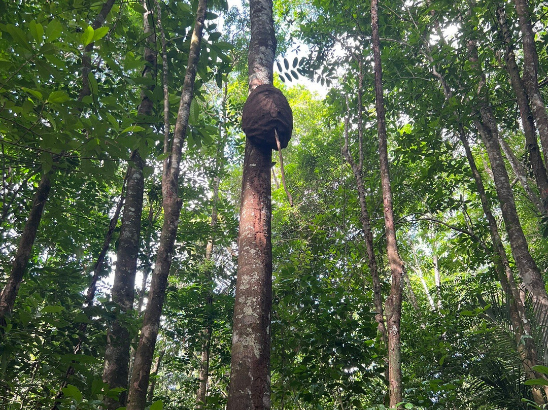 La Montagne des Singes-Kourou必去景点